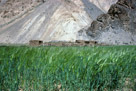 Mots cles: , Description: Hemis Darcha Trekking, Zalung Karpo La-Sorra, Date: February 24, 2007, Heure: 22:20, Camera: Nikon Nikon COOLSCAN IV ED, Exposition: , Focale: , Objectif: , Sensibilite: , Nom de fichier: 155_D05, GPS: , Etoiles: 2, Copyrights: VVK 2012, Hemis Darcha Trekking, Zalung Karpo La-Sorra