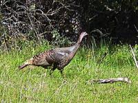 Wild Turkey