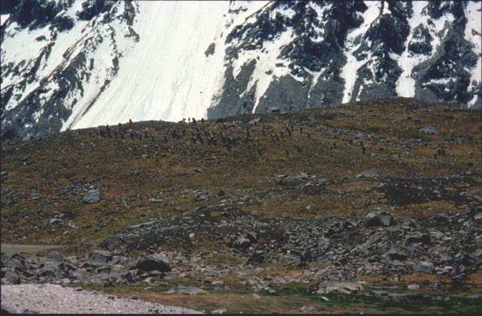 Alpinism, Bularung Sar, Camp de base, Himalaya, Karakorum, Pakistan, Places, sport