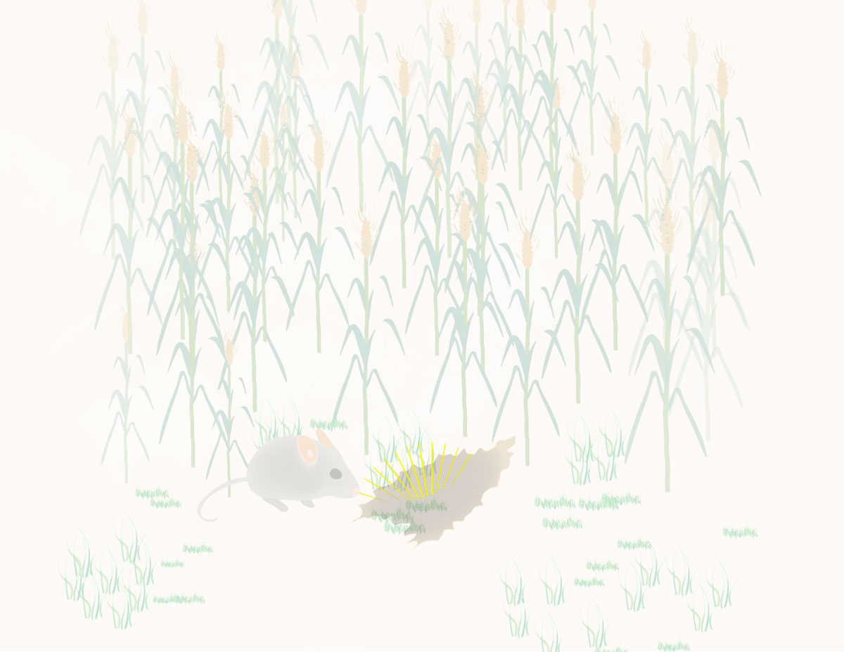 Kamishibai storytelling