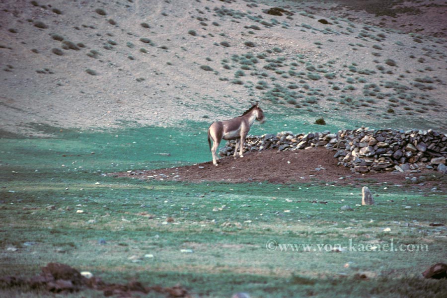 Wild kiang, Ladakh